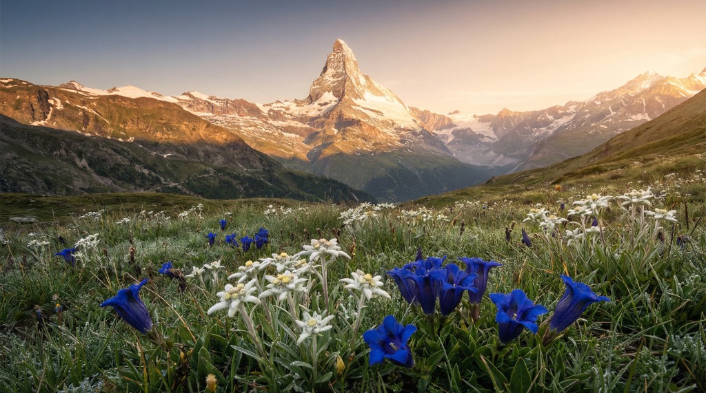 Alpine flowers on mountain peak at sunrise